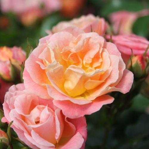 E-commerce, vendita, rose, in, vaso rose tappezzanti - arancione - Rosa Peach Drift® - rosa dal profumo discreto - Alain Meilland - ,-